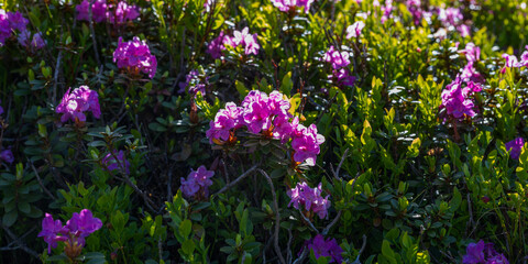 Fototapeta premium Close up of pink alpine flowers and green leaves for nature background and botanical wallpaper design