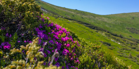 Fototapeta premium Panoramic alpine hillside with pink rhododendron blooms and green meadow for nature background and landscape wallpaper