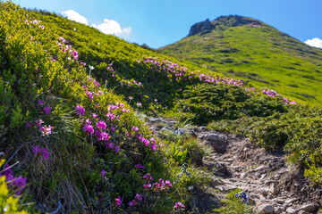 Fototapeta premium Sunny hillside hiking path lined with pink alpine flowers and green slopes for outdoor background and travel poster