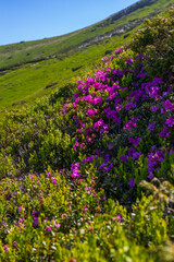 Fototapeta premium Portrait view of alpine hillside covered in magenta rhododendron flowers for nature background and mobile wallpaper use