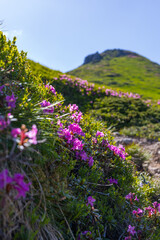 Fototapeta premium Pink alpine flowers on a sloping hillside with mountain peak for floral nature background and hiking poster