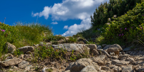 Fototapeta premium Low angle rocky path with sky and clouds leading through alpine vegetation for hiking background and nature banner
