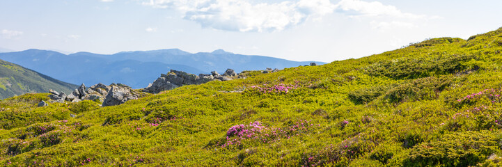 Fototapeta premium Panoramic alpine meadow with pink blooms and rocky outcrops with mountain range for banner and wallpaper design