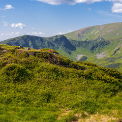 Fototapeta premium Mountain valley ridge meadow with pink heather and rocky outcrops for landscape background and wallpaper
