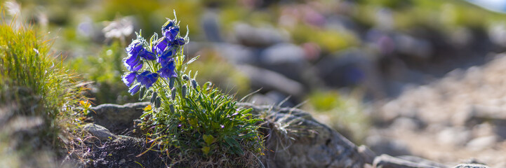 Fototapeta premium Close-up purple alpine wildflower growing on rocky mountain slope for nature background and botanical detail