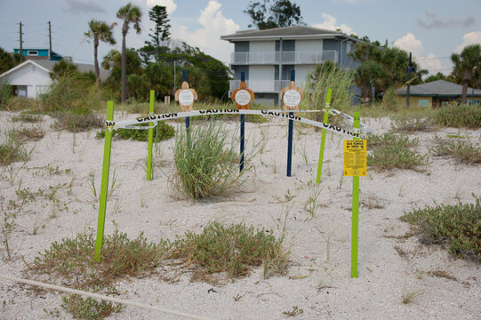 A protected sea turtle nest cordoned off with caution tape and warning signs on a sandy beach. Editorial Use Only St. Pete Beach, FL USA June 29, 2026. Coastal vegetation and homes in the background c