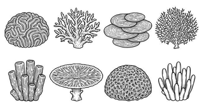 Collection of various brain coral and sea sponge illustrations for marine environment and ocean life graphic designs