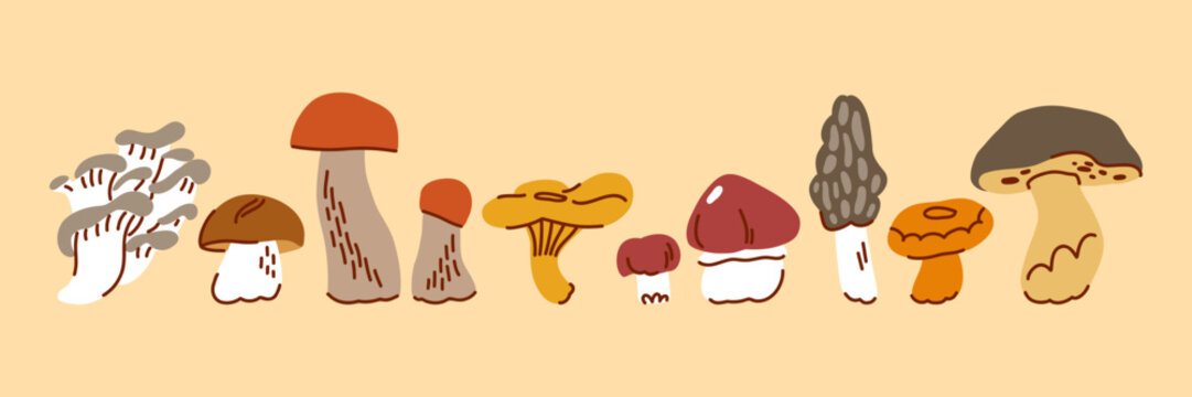 Wild Forest Mushroom Collection with Edible and Poisonous Species, Hand Drawn Botanical Illustration for Nature Education and Autumn Foraging
