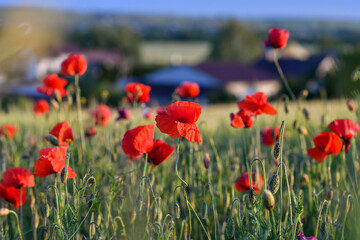 Naklejka premium Close up of bright red poppies blooming in a field with a blurred village background at sunset