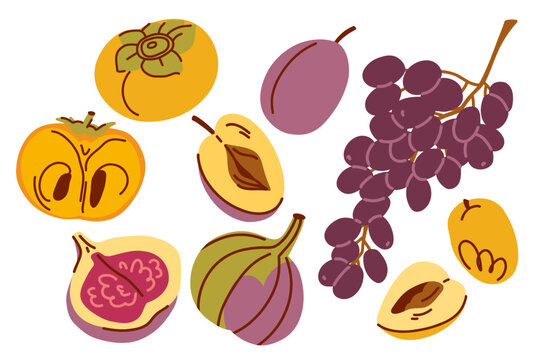 Hand Drawn Autumn Fruit Collection with Persimmon, Fig, Plum, Grape and Quince, Botanical Food Illustration in Flat Style