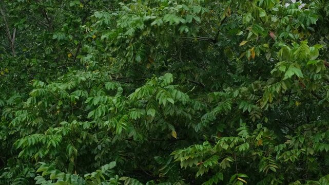 Close view of dense green forest canopy with large leafy trees and tangled branches in daylight. Vibrant summer woodland vegetation for nature, environment and travel content. Strong wind, bad weather