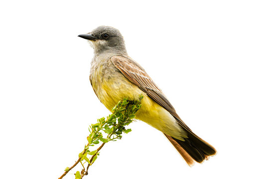 Cassin's Kingbird (Tyrannus vociferans), Perched Over a Transparent, Isolated PNG Background
