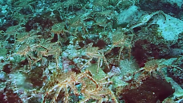 Witness the incredible journey of massive Red King Crabs Paralithodes Camtschaticus. These ancient crustaceans slowly trek across the cold Arctic ocean floor, a stunning natural wonder.
