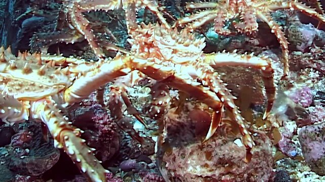 Observe giant red King Crabs Paralithodes Camtschaticus actively migrating on the barren seabed. Their arduous journey unfolds in the icy, cold waters of the distant Arctic.