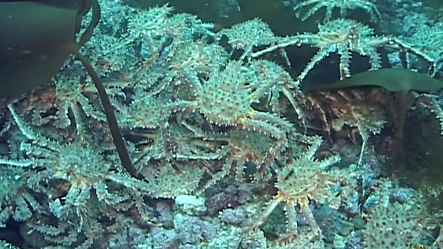 A fascinating journey of formidable King Crabs Paralithodes Camtschaticus as they migrate across the icy seabed. This underwater spectacle unfolds in the pristine, cold waters of the Arctic.
