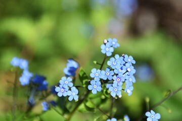 Obraz premium Pretty blue-eyed Mary flowers in a garden.