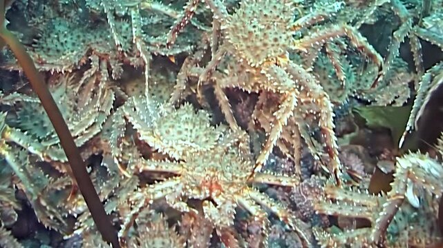 Observe the incredible mass migration of large red King Crab, Paralithodes Camtschaticus, on the vast seabed in the cold, mysterious waters of the Arctic Ocean. A truly wild and ancient journey.