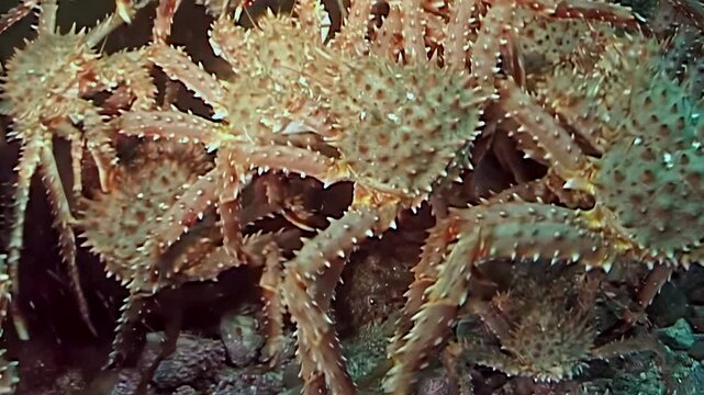 Vast assembly of large Red King Crabs, Paralithodes Camtschaticus, undertakes majestic migration across frigid Arctic seabed. Their armored forms traverse cold ocean floor in timeless journey.