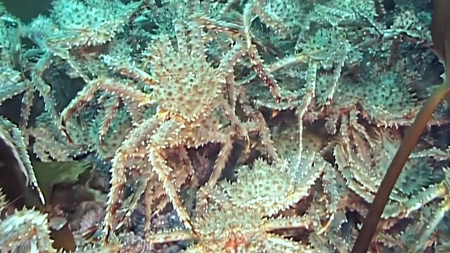 A magnificent exodus of countless red King Crabs Paralithodes Camtschaticus unfolds across the frigid Arctic seabed. These majestic crustaceans journey through cold, pristine waters.