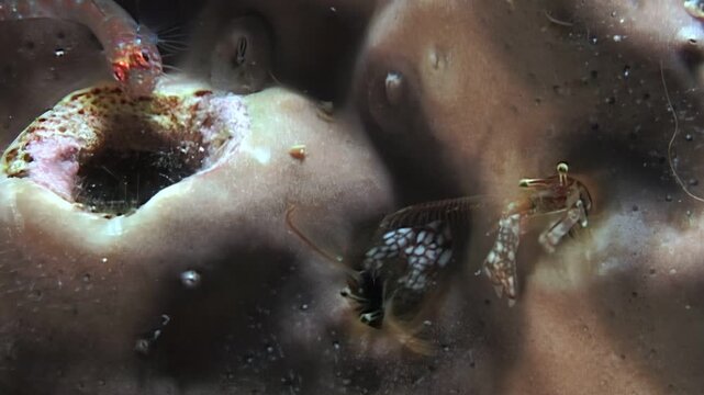 Beneath the waves, observe small crabs, shrimps, and other minute crustaceans exploring the labyrinthine passages of coral, foraging and seeking refuge in a dynamic ecosystem.
