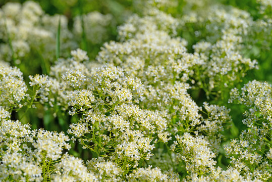 Bl&uuml;hende Pfeilkresse,Lepidium draba, im Fr&uuml;hling