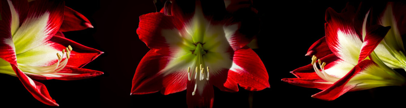 Red Amaryllis Triptych