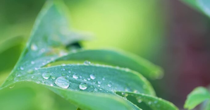 Close up of water drops on a green ginkgo biloba leaf