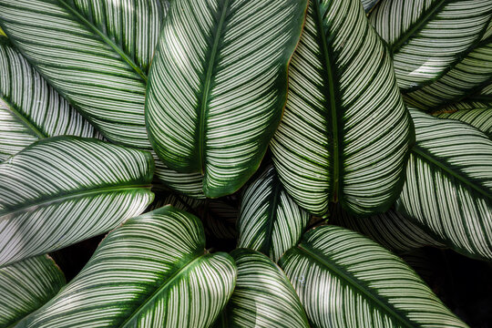 Striped tropical leaves background with Natural green foliage texture