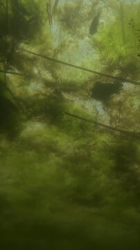 Panorama of dense spirogyra filamentous green algae mats and tangled hornwort aquatic plants forming a thick overgrown canopy just under the surface of a murky sunlit swamp, underwater shot