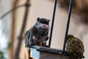 Close-up view of a small tamarin monkey sitting on a metal feeding tray in an indoor wildlife habitat. Wildlife image showing expressive face white facial hair, tiny hands and natural feeding behavior © MSG919