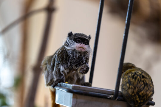 Close-up view of a small tamarin monkey sitting on a metal feeding tray in an indoor wildlife habitat. Wildlife image showing expressive face white facial hair, tiny hands and natural feeding behavior