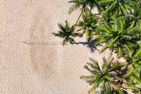 Aerial view captures vibrant green palm trees casting shadows on a wide sandy beach. A net structure rests on the golden sand under bright daytime sun