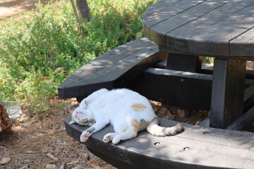 Cute cat sleeping on the bench in the garden © Viktor