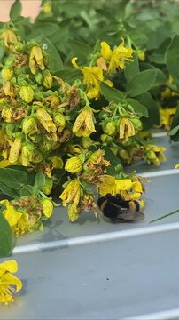 Bumblebee foraging on yellow hypericum flowers. Insect collecting nectar from medicinal herb. Macro study of pollinator and plant life in summer garden environment.