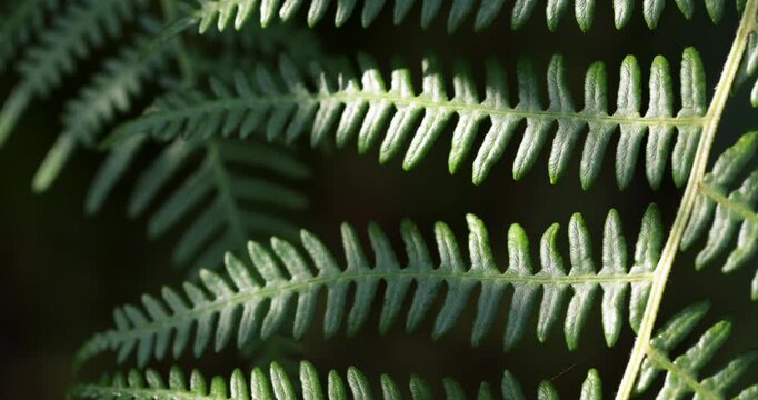 Green fern leaf macro detail moving gently in the wind