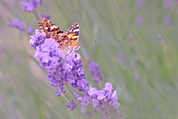 La belle dame © Dreams 14
