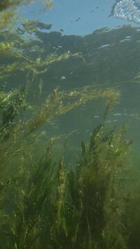 Underwater footage of a marshy pond with ruffled sword plant Aponogeton crispus and Elodea. Tiny aquatic microorganisms and protozoa swim in murky water with sunbeams and bubbles.