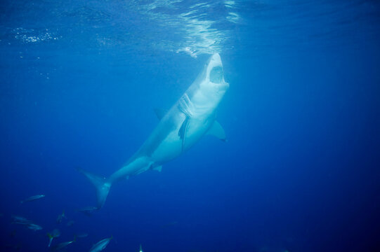 Great white shark in the Pacific Ocean
