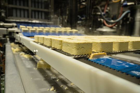 Fresh tofu cheese blocks moving on blue conveyor line in a food processing factory
