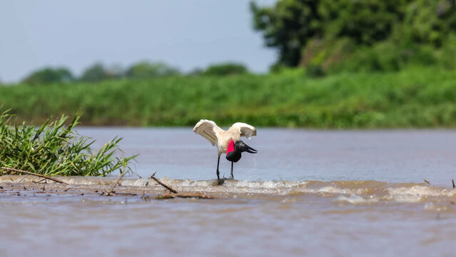 Jabiru Stork Spreading Wings While Feeding on Shallow River Sandbar in the Pantanal Wetlands, Brazil