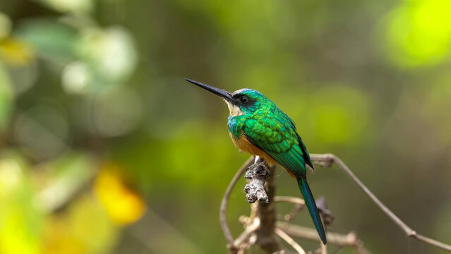 Rufous-tailed Jacamar Perching on Bare Branch in Pantanal Wetlands, Brazil