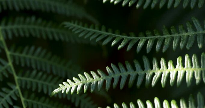 Green fern fronds swaying in sunlight macro shot