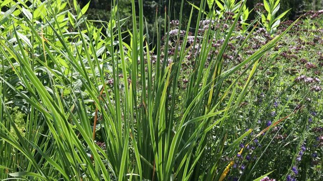 Green sedge grass stalks close up with blossoming wildflowers background