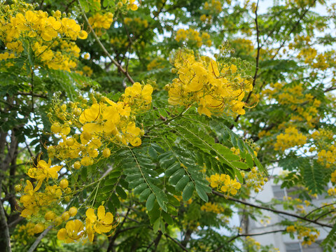 Beautiful yellow senna flowers blooming on branches with green leaves
