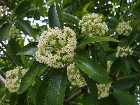Beautiful white tembusu flowers blooming on branches with green leaves
