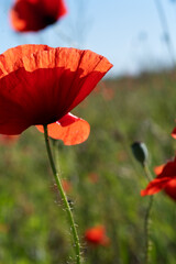 Fototapeta premium wild red beautiful poppy flower blossoming at field at sunny day. macro