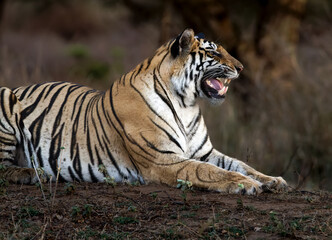 One of the most bold and beautiful Tiger sitting infront of the jeep during Jeep safari at Panna Tiger Reserve, Madhya Pradesh, India © VISWA