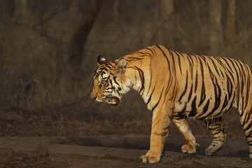 Most ferocious and bold Tiger with aggressive look coming out of the water body in peak summer at Panna Tiger Reserve, Madhya Pradesh, India © VISWA