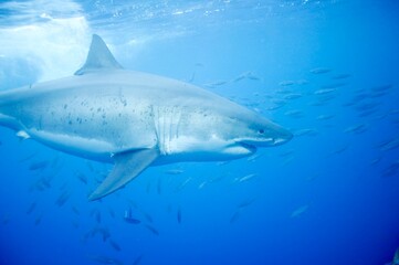 Great white shark in the Pacific Ocean © willtu