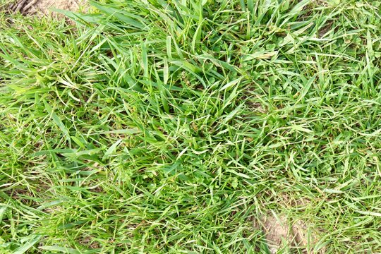 A close view of the green grass turf surface.